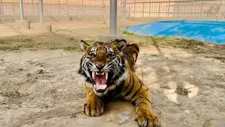 Furious Tiger in Full Rage &ndash; Extreme Angry Tiger Moment