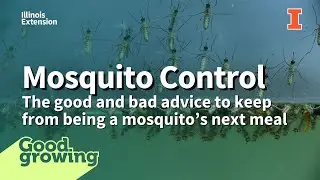 Summer Mosquito Control:  What Really Works to Keep Bites Away | #GoodGrowing