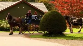 Traditional Jaunting Car Tour of Killarney National Parklands