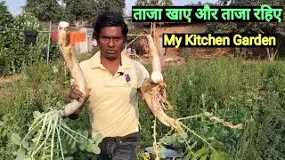 ताजा खाए और ताजा रहिए l My Kitchen Garden l मेरा खेत l मेरा सब्जी l Vegetarian