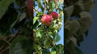 Многолетние пищевые растения как часть устойчивого к изменению климата огорода.