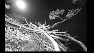Jan 19, 2026 HWF White Rock, BC Eagles-Barred Owl Calls From Nearby Tree On a Foggy Night ~7:40 pm