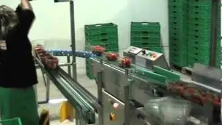 STRAWBERRIES PACKAGING LINE IN PUNNETS WITH LID
