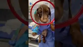 luchando contra el parvovirus #perrofeliz