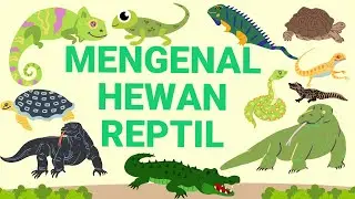 mengenal hewan reptil