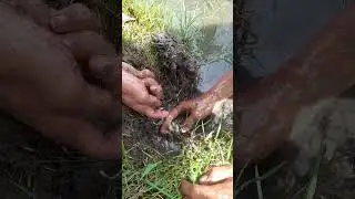 detik detik streak bluat sawah #mancingbelut #sawah #petualangan #bolang #funny