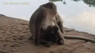 Baby monkey Lucas got full milk from mom Leyla | Lucas so sleepy