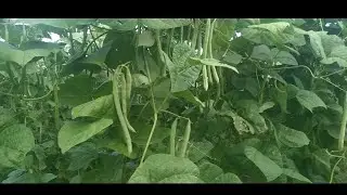 El cultivo de la habichuela ( grabamos todo el proceso de la habichuela)