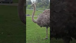 Safari park! #animals #live #safari #learning