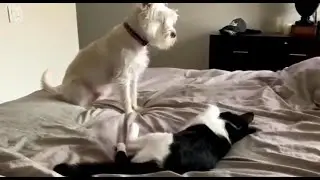 Cute Funny Animals#98 Going Bonkers
