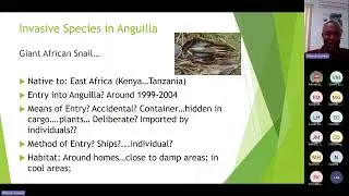 Webinar Invasive non native species impacts and response on the island of Anguilla