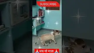 minioture punganuru cow's #smallest #shotest #cow #breedscows #youtubeshorts #shortvideo