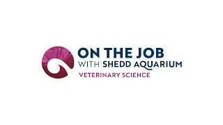 Veterinary Technician &ndash; On the Job with Shedd Aquarium