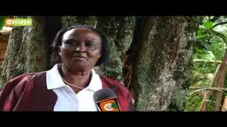 Smart Farm: Kola Nut Farming