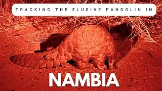 Tracking One of the World&rsquo;s Most Endangered Animals | A Rare Wildlife Conservation Experience