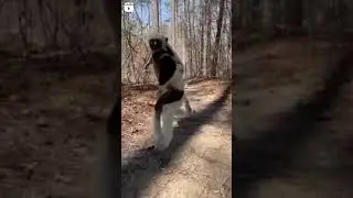 monkey spy family like a ninja 😎😎😎🥷🥷🥷