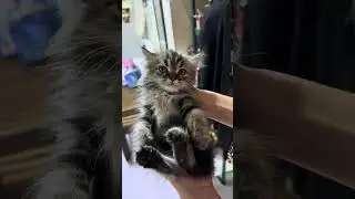 Casper Jr. Compilation 