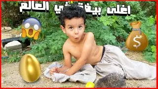 بيضة القنفذ الذهبيه 😯😍