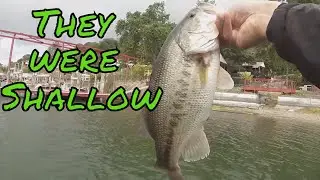 Clear Lake Bass Fishing Spawn 2021