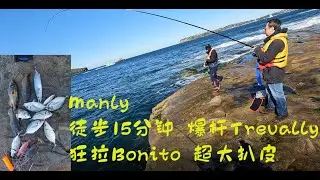 Rock Fishing at Manly | 矶钓，徒步15分钟，爆杆Trevallies，狂拉Bonito,还有超大又漂亮的扒皮鱼