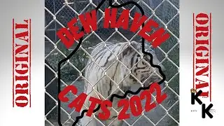 DEW Haven Cats 🦁🐯🐱 of Mt. Vernon, Maine ⛰ 8.20.2022