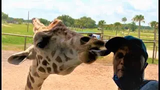 Giraffe Encounter At Wild Safari
