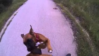 Boxer gets sprayed in the face by a skunk!