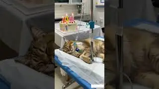 sick cat celebrating birthday #catshorts #funnycat