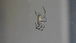 How Spiders Drink Water (2025 Update)