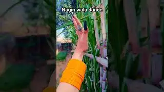 nagin wala dance