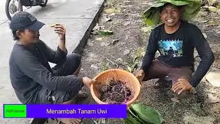 Menambah Tanam Uwi 