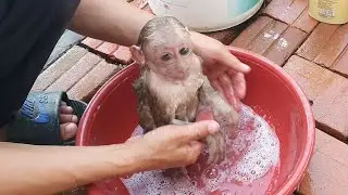 Baby monkey Mika loves being bathed in warm water by his father