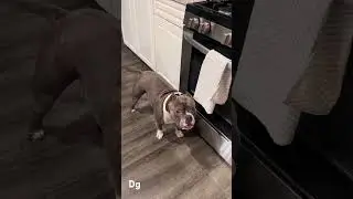 HilariousDog