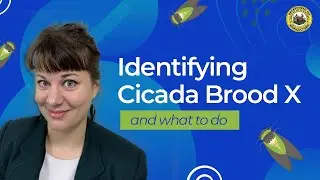 Identifying Cicada Brood X and What To Do