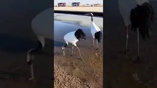 China's Love The Red Crowned Crane 🦤🦩 Beautiful Birds ❤️ Good Luck Bird🦩 #nature #birds #crane