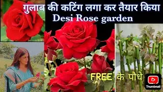 कटिंग लगाकर तैयार किया गुलाब गार्डन/ आसान है कटिंग से पौधेतैयार करना/Rose garden prepared by cutting