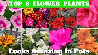 8 Stunning Winter Flower Plants Make Your Pots Look Amazing | Best Flowering Plants To Grow In Pots