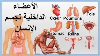 Les organes internes du corps humain ❤ الأعضاء الداخلية لجسم الإنسان