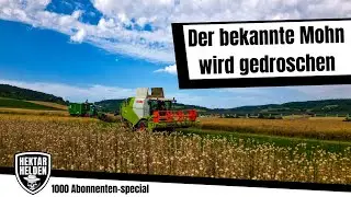 Rekord-Ernte: So viel bringt der Mohn!