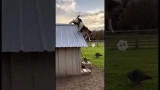 What the #animalperformance