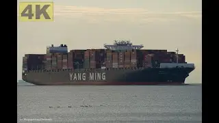 YM WHOLESOME - Shipspotting Germany 🇩🇪 IMO 9704611 - River Elbe near City Otterndorf - 4K VIDEO