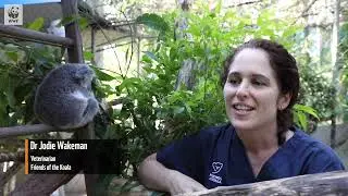 Dr Prishani visits Friends of the Koala | WWF-Australia