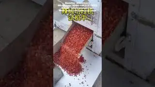 Automatic Dry Chili Cutting Machine with Seeds Vibrate Screen Sieve