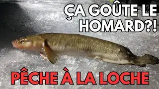 Pêche sur glace à la lotte! Ça goûte bon? - Pêcher, Cuisiner, Manger