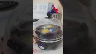 Наши любимые товары на Amazon: яйцеварка Dash Rapid