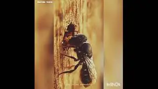 Resin bees🐝| a group of solitary bees, have a unique nesting behavior. subscribe this channel 👍