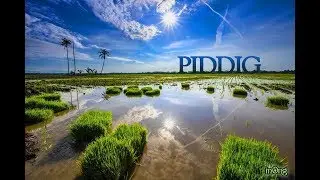 PIDDIG (PIDDIGE&Ntilde;O PARODY VERSION OF DESPACITO)