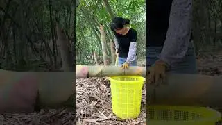 Farmer Harvesting Bamboo Shoots in the farm amazing