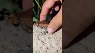 Catching frogs funny | Frog fly funny | Frog jump funny 🐸🤏😂