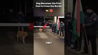 Brave Stray Dog Makes HISTORY at Romania-Hungary Border!